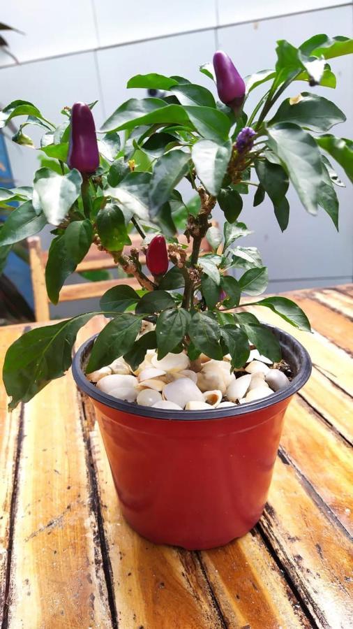 Albergue Dragão Do Mar Fortaleza (Ceara)